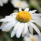 Foto von Martha Chambers