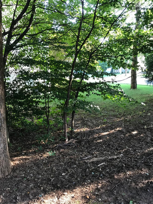 Erosion control on front yard