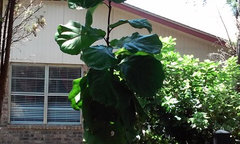 figleaf training figleaf training