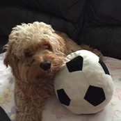 Alla Shub's photo