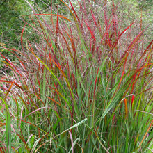 Plants for the home landscape