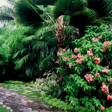 Tropical Plants