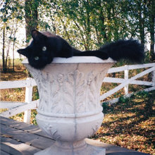 Cats