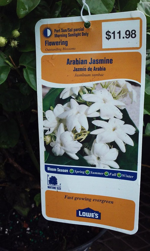 Do I Want An Arabian Jasmine