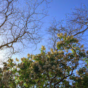 Damien Koemans's photo
