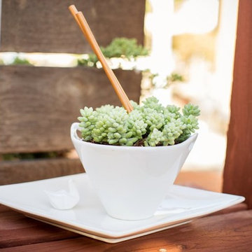Dish Gardening Ideas