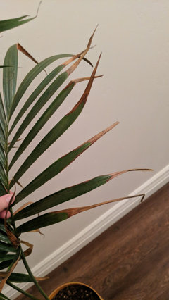 Cat Palm Brown Tips | Houzz Forum