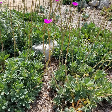 West Hills , Spring has sprung !