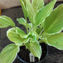 Hostas