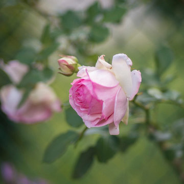 Plain garden design