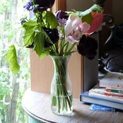 Josee Corrigan's photo