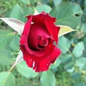 Betty Mosteller's photo