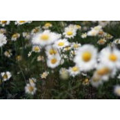 Foto von Mary Griffith