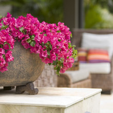 Outdoor garden