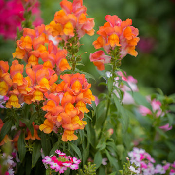 Flower Close-up
