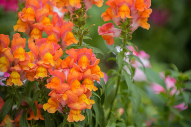 Design ideas for a landscaping.