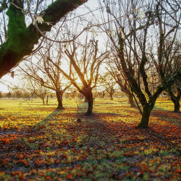 Rosemound Orchard winter sunset Landscape