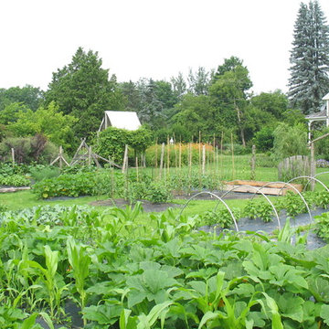 Veggie Garden