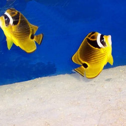 AQUARIUMS AND FISH - Products