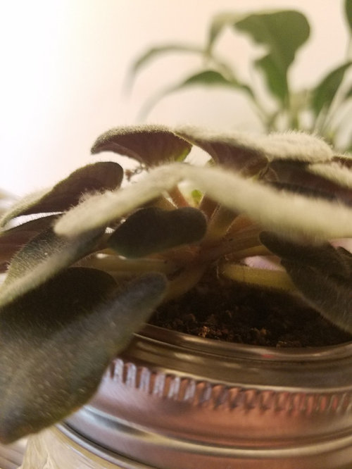 Broad mites on African Violets? Please help!