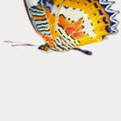 Coleen De Volさんの写真
