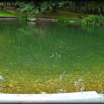 LARGE SCALE KOI POND w/ WETLAND FILTRATION