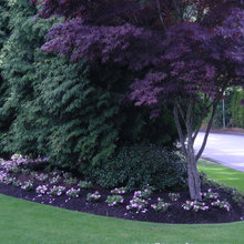 front landscaping