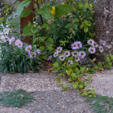 Native Plants