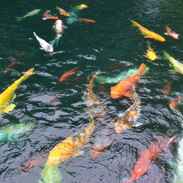 Biological Koi Ponds