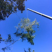 Allround Tree Services's photo