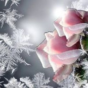 Crystal Turkington's photo