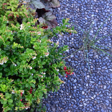 Kitsilano Front Garden
