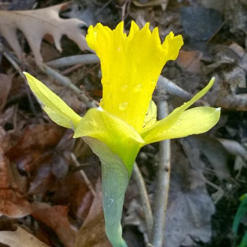 Daffodil (ID by floral_uk) 1Y-YYY