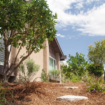 Lush Drought Tolerant Front Yard