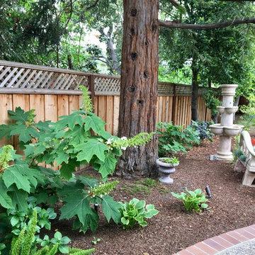 Saratoga - Lawn replacement & reduction