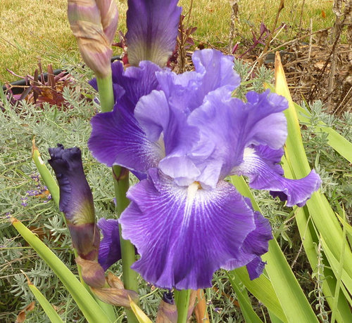 Planting Suggestions Needed For Zone 7 Full Sun Garden - Garden Zone 7 Plants Planting Suggestions Needed For Zone 7 Full Sun Garden - Garden Zone 7 Plants