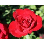 Sara Castillo's photo