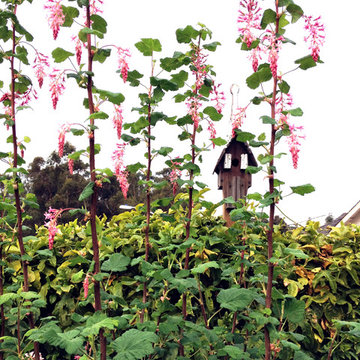 Fairlands Back, California Natives and Edibles
