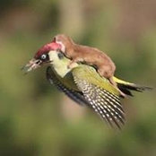 Joshua Drumm's photo