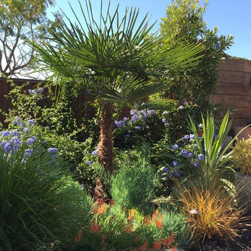 Oakland Tropical Drought Tolerant Garden