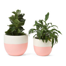 Peach Pit Pot | Pop & Scott - Outdoor Pots And Planters