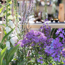 Sue Garden