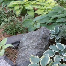 GreenGardener's Shady Gardens