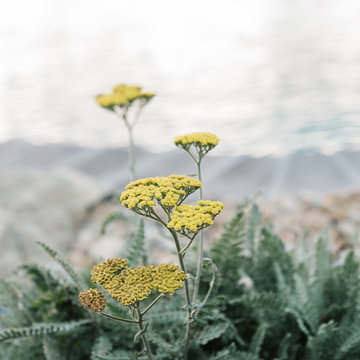 Plantings