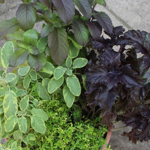 plants, planters, flowers and stuff