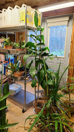 buy philodendron white princess Philodendron 'White Princess' main image 0