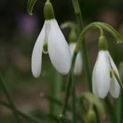 Cynthia Blose's photo