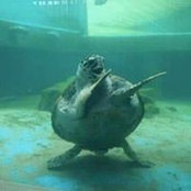 Foto von Becky Turtle