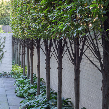 Contemporary Urban Garden