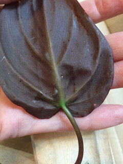 mint planten Hoya lacunosa 'Mint' D9 (Lange Bladeren) 2-3 planten/pot  Secret Garden  Plant Shop